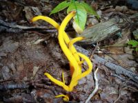 Filename=fungi.jpg
Filesize=60KiB
Dimensions=700x525
Date added=Nov 19, 2006 fungi.jpg