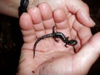 Filename=lizard.jpg
Filesize=36KiB
Dimensions=600x450
Date added=Nov 19, 2006 lizard.jpg