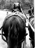 Filename=Carriage_ride.jpg
Filesize=26KiB
Dimensions=307x420
Date added=Nov 19, 2006 Carriage_ride.jpg