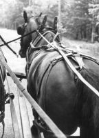 Filename=carriage_ride_001.jpg
Filesize=27KiB
Dimensions=304x420
Date added=Nov 19, 2006 carriage_ride_001.jpg