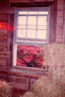 Filename=lookink_out_stable_window.jpg
Filesize=26KiB
Dimensions=285x420
Date added=Nov 19, 2006 lookink_out_stable_window.jpg