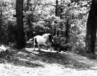 Filename=pony_chasing_great_dane1.jpg
Filesize=114KiB
Dimensions=638x498
Date added=Nov 19, 2006 pony_chasing_great_dane1.jpg