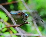 Filename=Dragon_Fly.JPG
Filesize=63KiB
Dimensions=860x688
Date added=Jul 26, 2007 Dragon_Fly.JPG