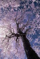 Filename=Ice_Storm_Tree1.jpg
Filesize=47KiB
Dimensions=325x480
Date added=Nov 19, 2006 Ice_Storm_Tree1.jpg