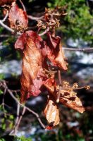 Filename=dry_leaf_lake_minnewaska.jpg
Filesize=251KiB
Dimensions=1024x1544
Date added=Nov 19, 2006 dry_leaf_lake_minnewaska.jpg