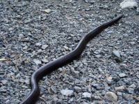 Filename=snake.jpg
Filesize=62KiB
Dimensions=600x450
Date added=Nov 19, 2006 snake.jpg