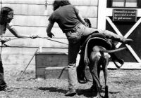 Filename=Jean_with_Great_Dane.jpg
Filesize=52KiB
Dimensions=597x420
Date added=Nov 19, 2006 Jean_with_Great_Dane.jpg