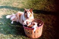 Filename=Kaia_and_her_puppies.jpg
Filesize=37KiB
Dimensions=627x420
Date added=Nov 19, 2006 Kaia_and_her_puppies.jpg