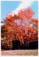 Filename=Out_House_in_woods.jpg
Filesize=77KiB
Dimensions=300x437
Date added=Nov 19, 2006 Out_House_in_woods.jpg