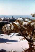 Filename=snow_on_pine.jpg
Filesize=67KiB
Dimensions=431x638
Date added=Nov 19, 2006 snow_on_pine.jpg