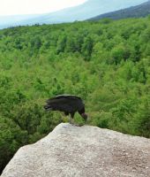 A Turkey Vulture on The edge Of Gurtured_s Nose.JPG