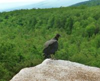 A Turkey Vulture on The edge Of Gurtured_s Nose_001.JPG