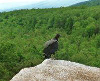 Filename=A Turkey Vulture on The edge Of Gurtured_s Nose_001.JPG
Filesize=165KiB
Dimensions=955x783
Date added=Nov 19, 2006 A Turkey Vulture on The edge Of Gurtured_s Nose_001.JPG