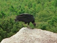 Filename=A Turkey Vulture on The edge Of Gurtured_s Nose_002.JPG
Filesize=107KiB
Dimensions=790x597
Date added=Nov 19, 2006 A Turkey Vulture on The edge Of Gurtured_s Nose_002.JPG