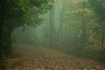 Filename=foggy_trail.jpg
Filesize=97KiB
Dimensions=856x575
Date added=Oct 21, 2007 foggy_trail.jpg